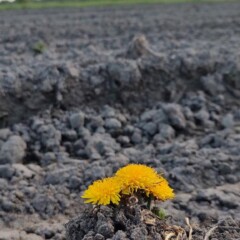 Zaręby Kościelne - 13.05.2023